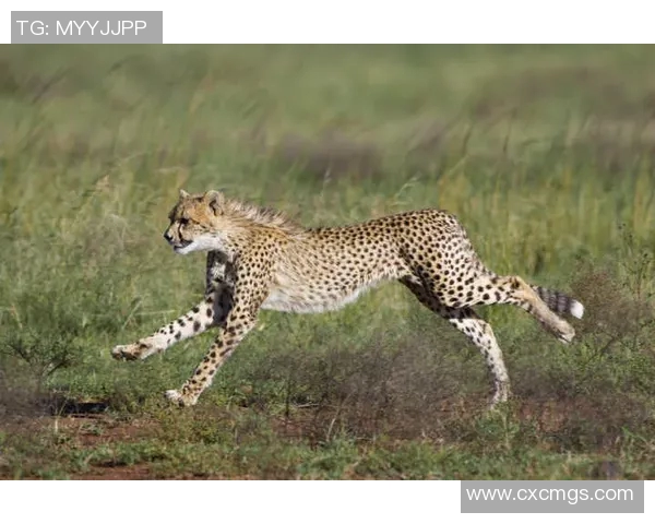 美洲狮与虎的生存之战谁才是丛林之王的真正代表